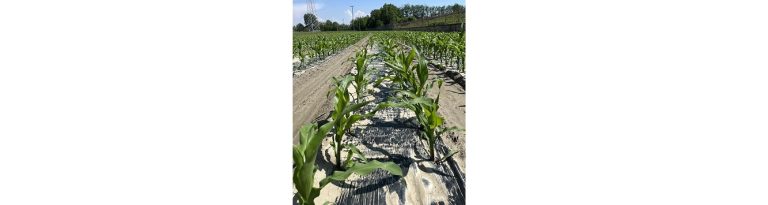 Agricultural Breakthrough: Sirmax’s Plastic-Free Mulching Solution Validated